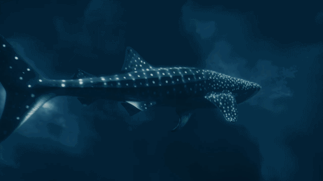 S035 OV GIF Select A 6s 640x360